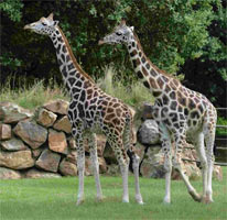 Zoobesuch auf Klassenfahrt Zoo Klassenfahrt